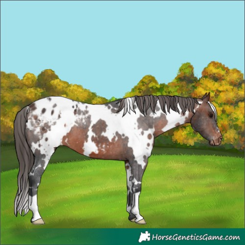 Horse Color:White Spotted Brown Appaloosa