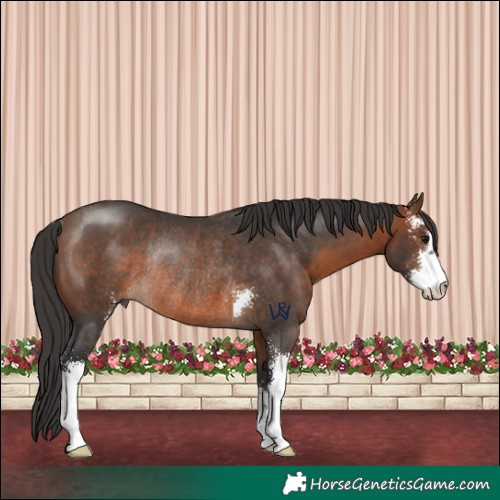 Horse Color:Brown Sabino Rabicano