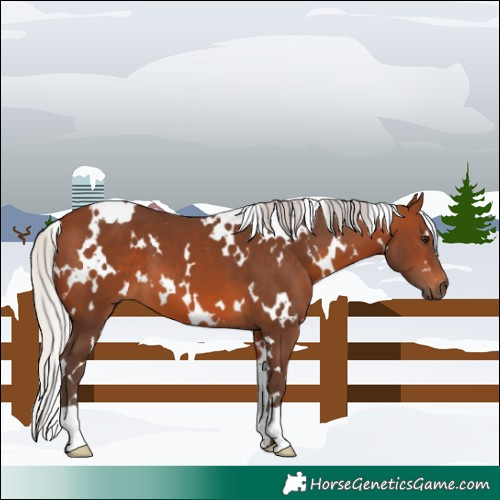 Horse Color:White Spotted Silver Brown