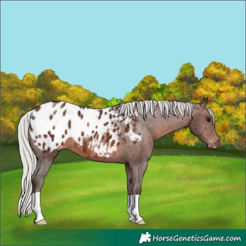 Horse Color:Silver Brown Blanket
