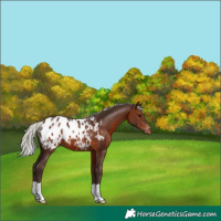 Horse Color:Silver Brown Appaloosa 