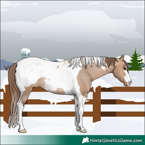 Horse Color:Bay Dun Tobiano Snowcap Rabicano