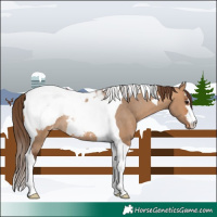 Horse Color:Bay Dun Tobiano Appaloosa Rabicano