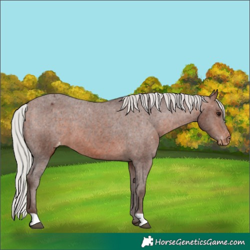 Horse Color:Silver Bay Appaloosa 