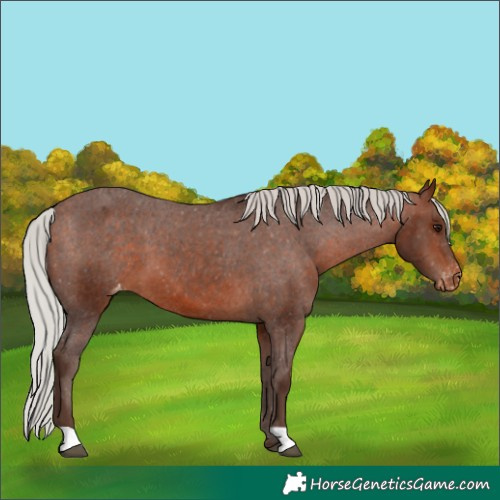 Horse Color:Silver Bay Appaloosa 