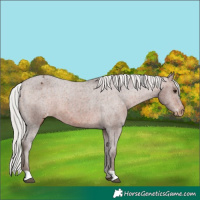 Horse Color:Silver Bay Appaloosa
