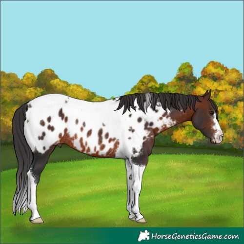 Horse Color:Brown Tobiano Appaloosa Rabicano 