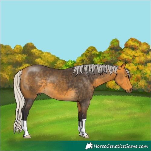Horse Color:Silver Buckskin 