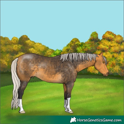 Horse Color:Silver Buckskin 