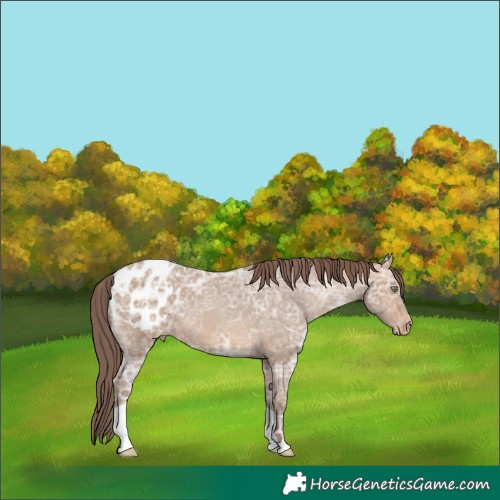 Horse Color:Sable Champagne Ice Appaloosa