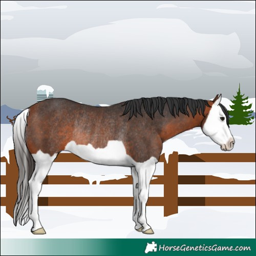 Horse Color:Bay Splash Rabicano