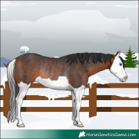 Horse Color:Bay Splash Rabicano 