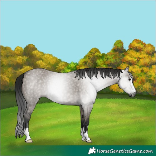 Horse Color:Gray Grullo 
