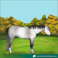 Horse Color:Gray Grullo 