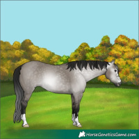 Horse Color:Gray Grullo 