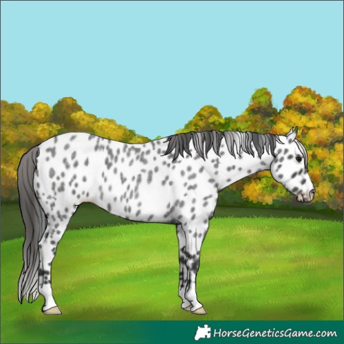 Horse Color:Blue Roan Leopard