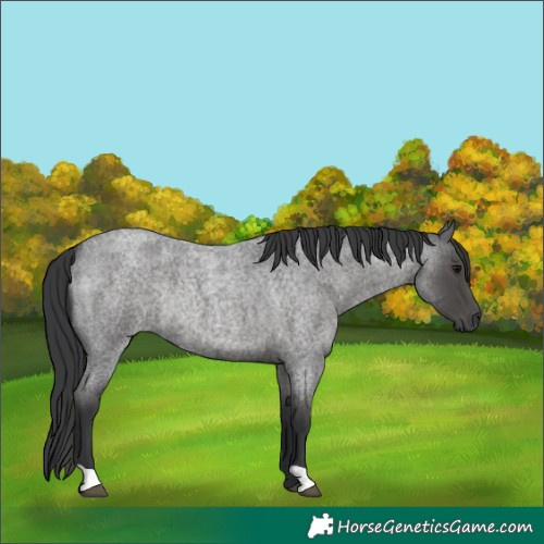 Horse Color:Blue Roan Rabicano 