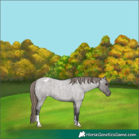 Horse Color:Smoky Grullo Roan Appaloosa