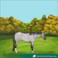 Horse Color:Smoky Grullo Roan Appaloosa
