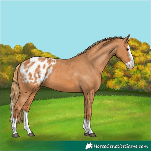 Horse Color:Chestnut Splash Appaloosa 