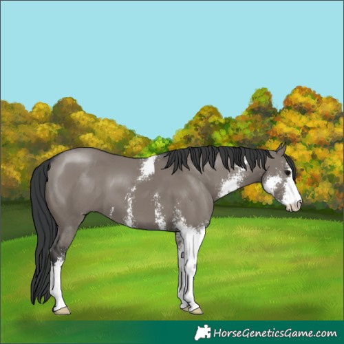 Horse Color:Grullo Sabino
