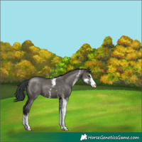 Horse Color:Grullo Sabino