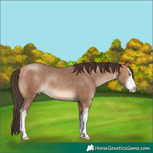 Horse Color:White Spotted Amber Champagne 