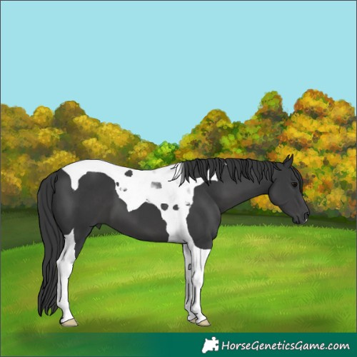 Horse Color:Black Tobiano 