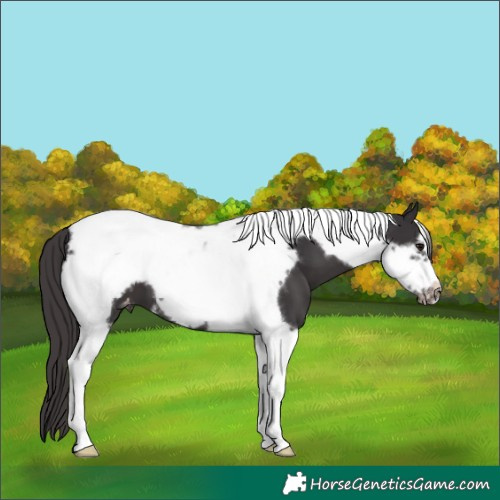 Horse Color:Smoky Black Tobiano Frame Appaloosa