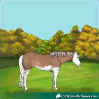 Horse Color:Silver Brown Dun Splash 