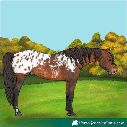 Horse Color:Bay Blanket 