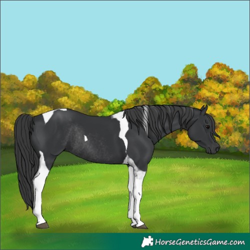 Horse Color:Black Tobiano Rabicano 