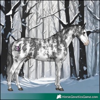Horse Color:Black Sabino Splash 