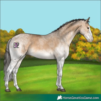 Horse Color:White Spotted Bay Dun Splash 