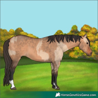Horse Color:Bay Dun and Bay Dun