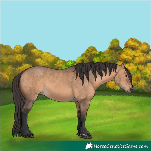 Horse Color:Bay Dun  and Bay Dun 