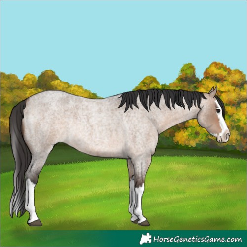 Horse Color:Bay Roan Dun Splash Rabicano 