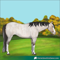 Horse Color:Bay Roan Dun Splash Rabicano