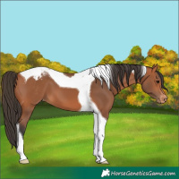 Horse Color:Bay Tobiano Blanket