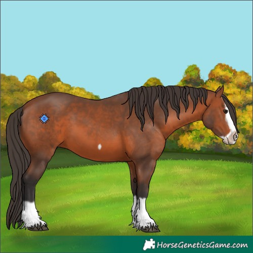 Horse Color:Bay Splash Frame 
