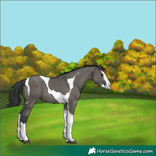 Horse Color:Grullo Splash Tobiano 