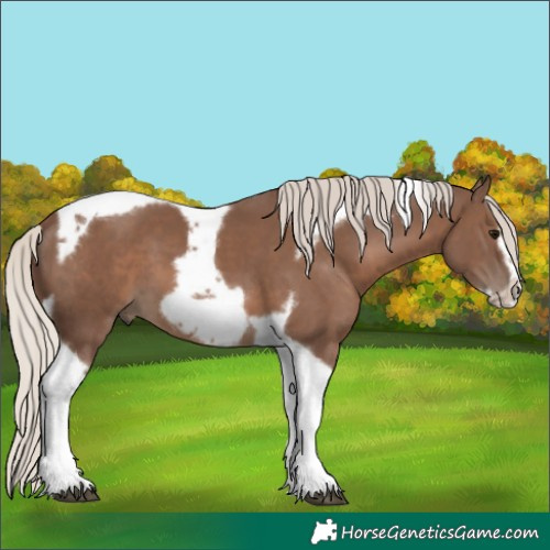 Horse Color:Silver Black Tobiano Frame 