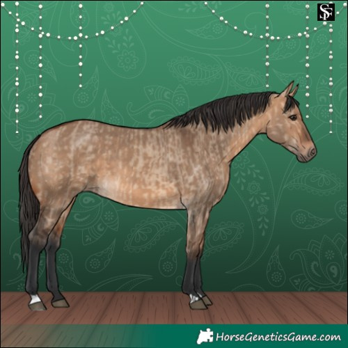 Horse Color:Bay Dun  and Bay Dun 