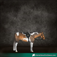 Horse Color:Buckskin Tobiano