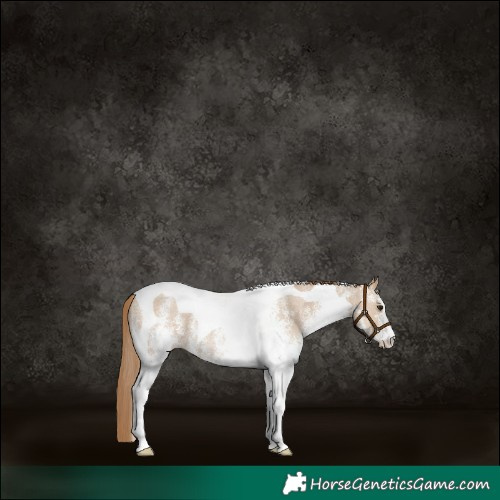 Horse Color:White Spotted Grullo Pearl Tobiano Rabicano 