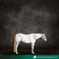 Horse Color:White Spotted Grullo Pearl Tobiano Rabicano 
