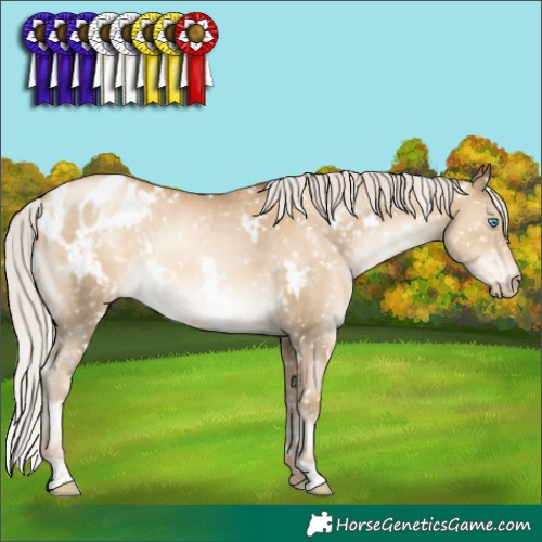 Horse Color:Gray White Spotted Silver Sable Cream Champagne Pearl Appaloosa Rabicano 