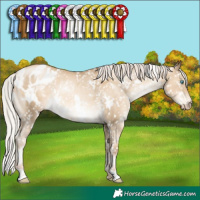 Horse Color:Gray White Spotted Silver Sable Cream Champagne Pearl Appaloosa Rabicano 