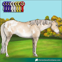 Horse Color:Gray White Spotted Silver Sable Cream Champagne Pearl Appaloosa Rabicano