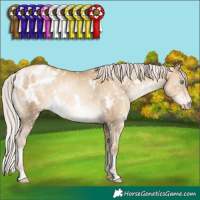 Horse Color:Gray White Spotted Silver Sable Cream Champagne Pearl Appaloosa Rabicano 
